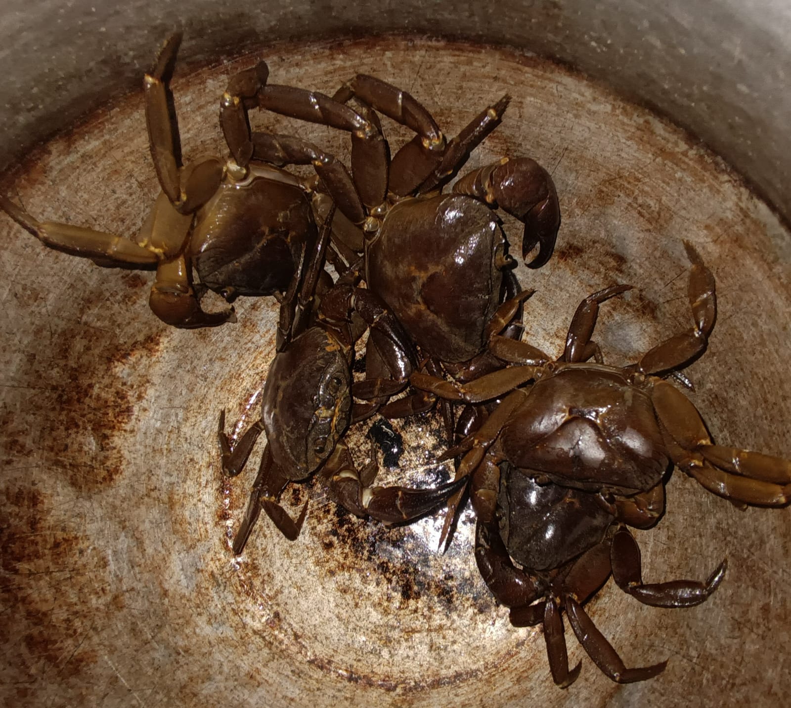 ಹೊಳೆಯಲ್ಲಿ ಅದ್ದು ಕೂಣಿ‌ ಮೂಲಕ ಹಿಡಿದ ಏಡಿಗಳು