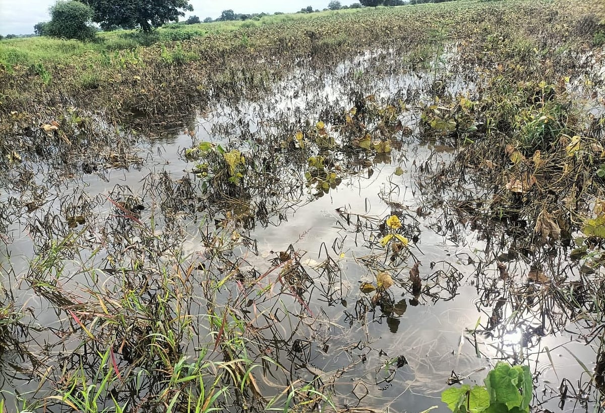 ಬೀದರ್ | ಮಳೆಗೆ ಬೆಳೆ ಹಾಳು: ಸಂಕಷ್ಟದಲ್ಲಿ ರೈತರು