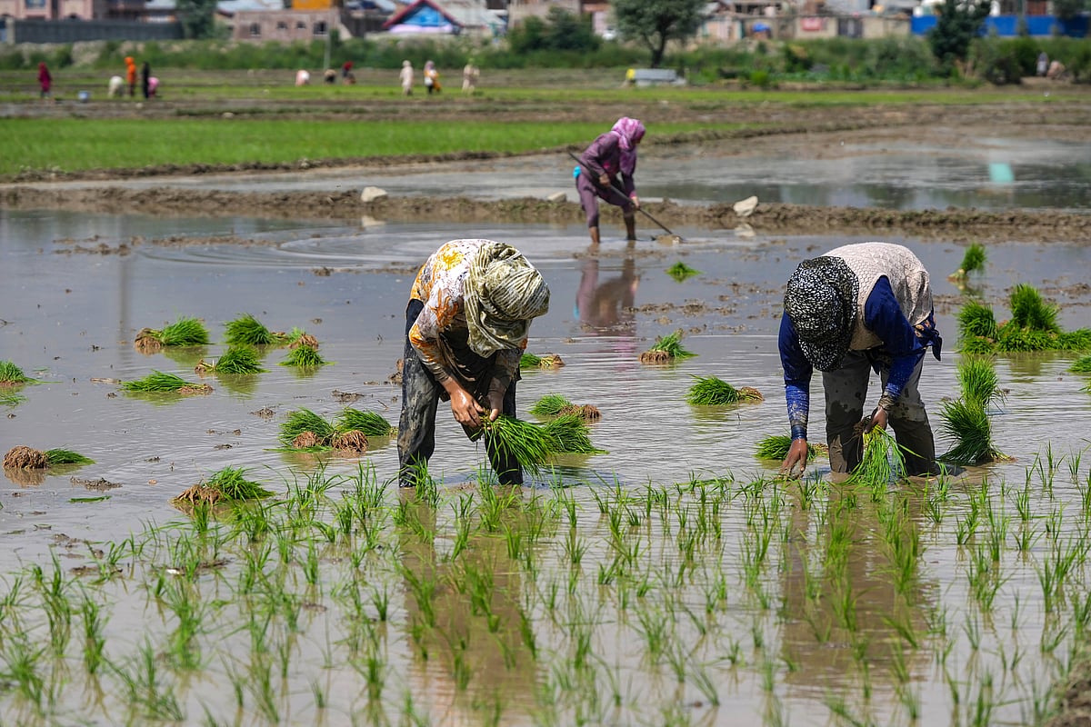 ಬಳ್ಳಾರಿ: ನಿರೀಕ್ಷೆಗೂ ಮೀರಿದ ಬಿತ್ತನೆ