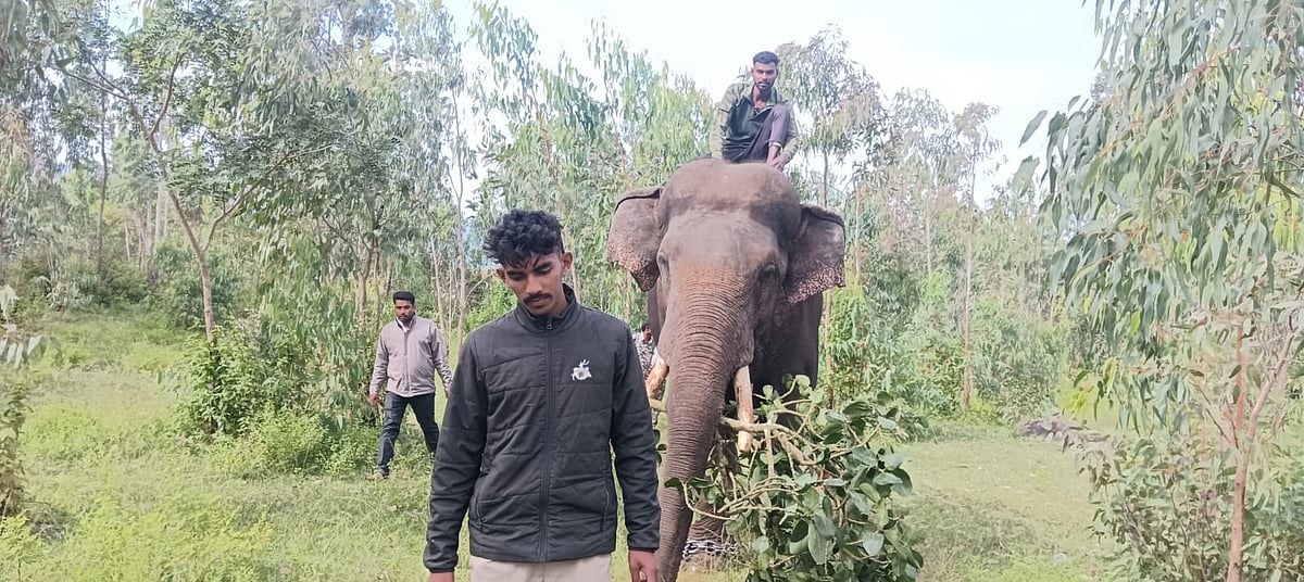 ಗುಂಡ್ಲುಪೇಟೆ | 3ನೇ ದಿನಗಳಿಂದ ಕಾರ್ಯಾಚರಣೆ: ಪತ್ತೆಯಾಗದ ಹುಲಿ