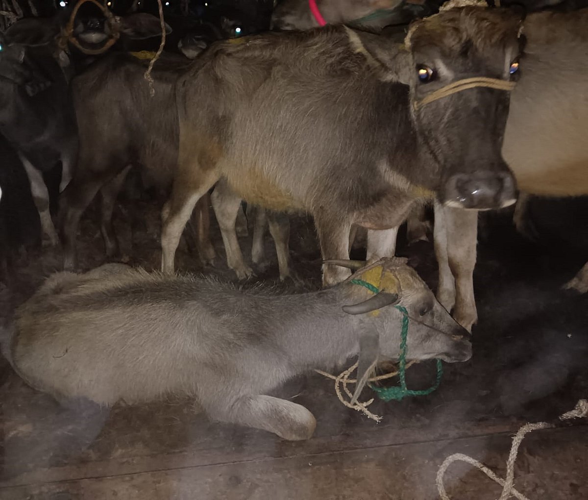 ಮಡಿಕೇರಿ | ಕೇರಳಕ್ಕೆ ಸಾಗಿಸುತ್ತಿದ್ದ 34 ಎಮ್ಮೆ, ಕೋಣ ವಶಕ್ಕೆ