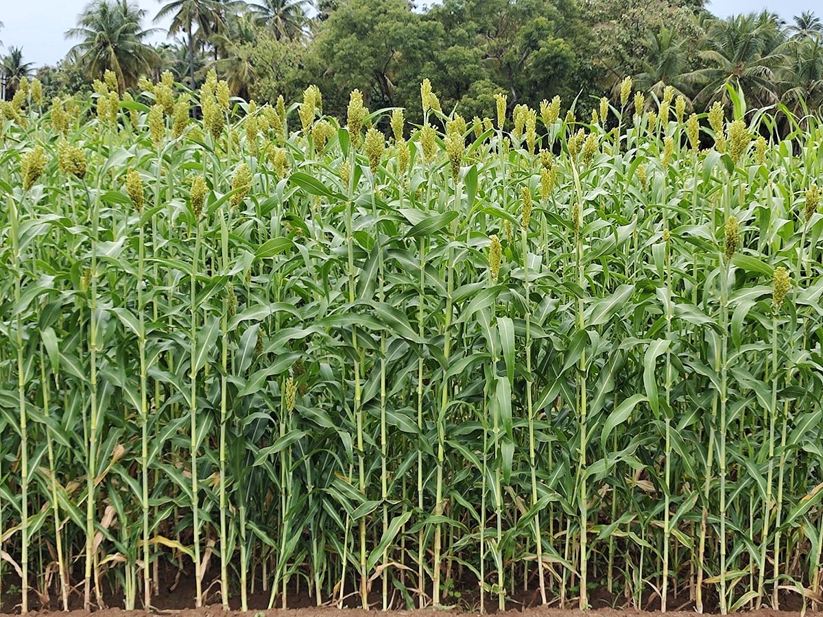 ಬೆಂಗಳೂರು ಕೃಷಿ ವಿಜ್ಞಾನಗಳ ವಿಶ್ವವಿದ್ಯಾಲಯ: ಐದು ಹೊಸ ತಳಿಗಳ ಅಭಿವೃದ್ಧಿ