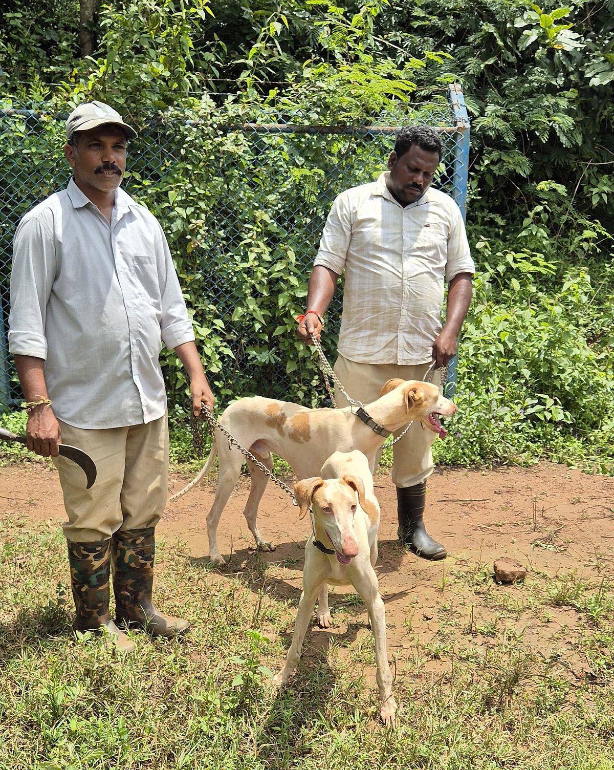 Mudhol Dogs for Sandalwood Protection: ಶಿವಮೊಗ್ಗ ಅರಣ್ಯದಲ್ಲಿ ಮುಧೋಳ ಶ್ವಾನ ಬಳಕೆ