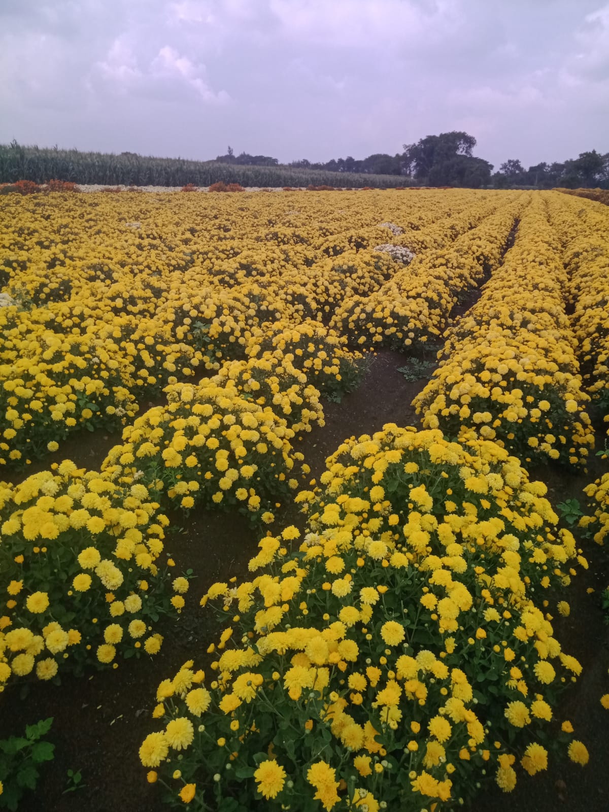 ರೈತ ದೂಳಪ್ಪ ಡೊಳ್ಳಿನ ಅವರ ಸೇವಂತಿ ಹೂವಿನ ತೋಟ