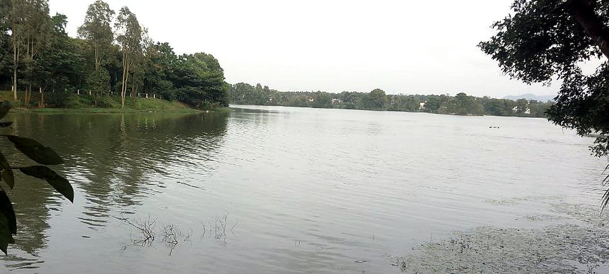 ಶಿವಮೊಗ್ಗದಲ್ಲಿ ನಿರಂತರ ಮಳೆ; ನಳನಳಿಸುತ್ತಿವೆ ಹಸಿರು, ಕೆರೆಗಳು ಭರ್ತಿ