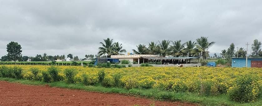 ಪಿತೃಪಕ್ಷ ಆರಂಭ | ಹೂ ಬೆಲೆ ಕುಸಿತ: ಕಂಗಲಾದ ಹೂ ಬೆಳೆಗಾರರು