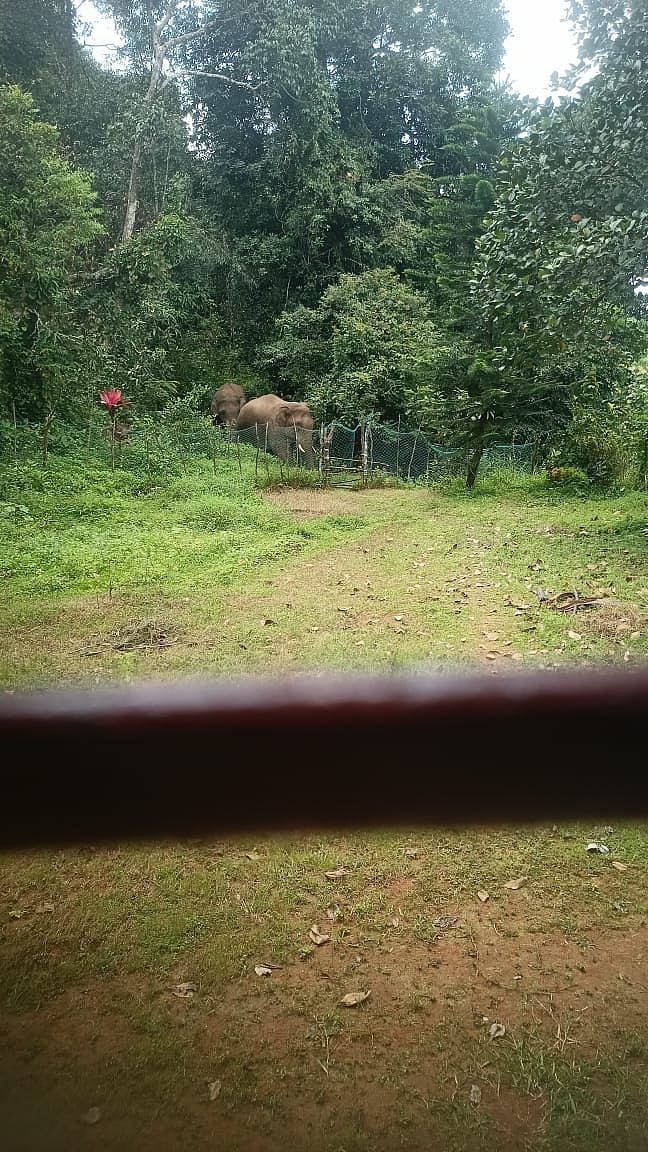 ಚಿಕ್ಕಮಗಳೂರು: ಕೊಪ್ಪ ಪಟ್ಟಣ ಸಮೀಪಕ್ಕೇ ಬಂದ ಕಾಡಾನೆಗಳು