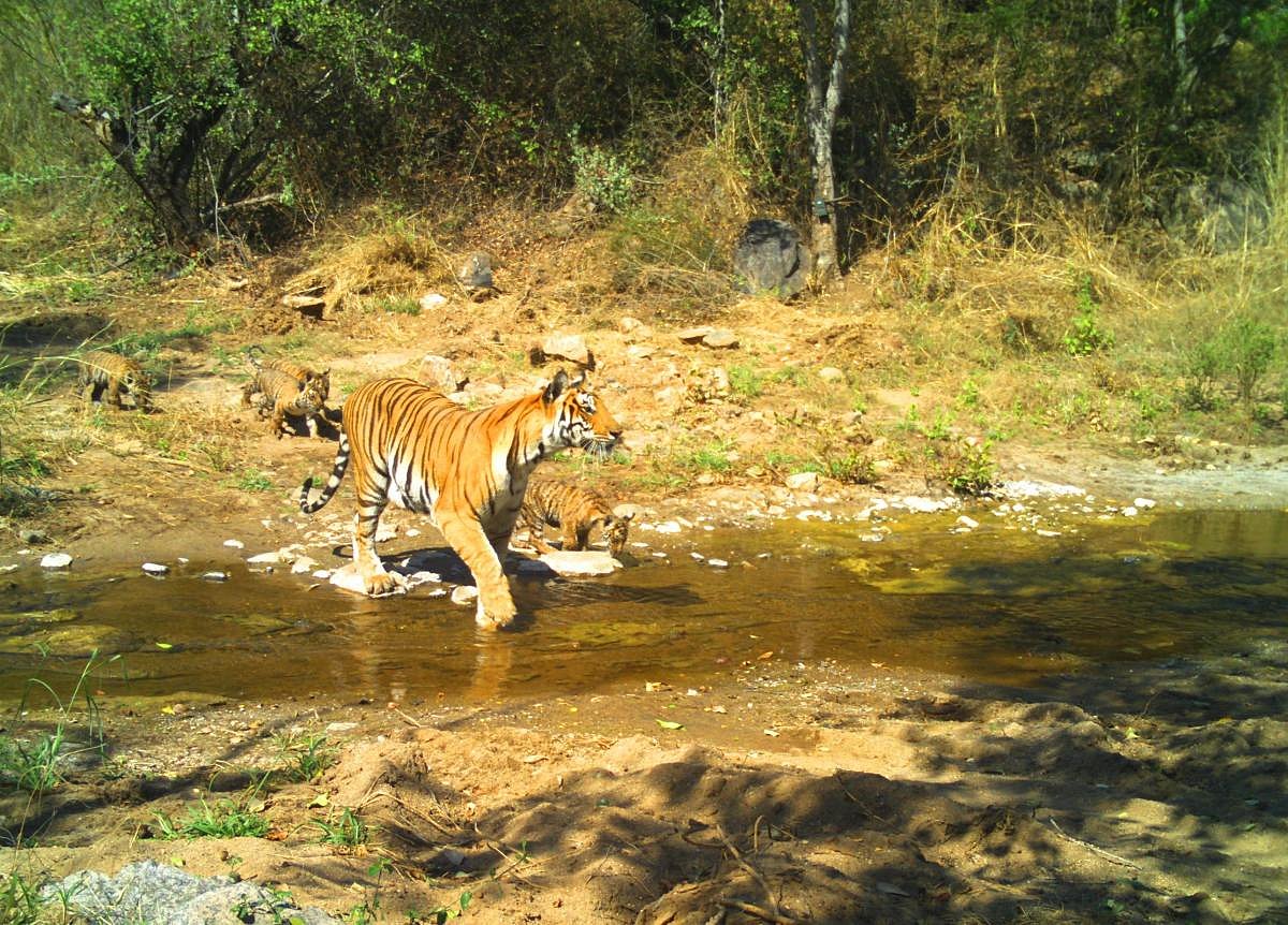 ಮಲೆ ಮಹದೇಶ್ವರ ಹುಲಿ ಸಂರಕ್ಷಿತ ‍ಪ‍್ರದೇಶ: ಕೇಂದ್ರ ಉನ್ನತಾಧಿಕಾರ ಸಮಿತಿ ಶಿಫಾರಸು 