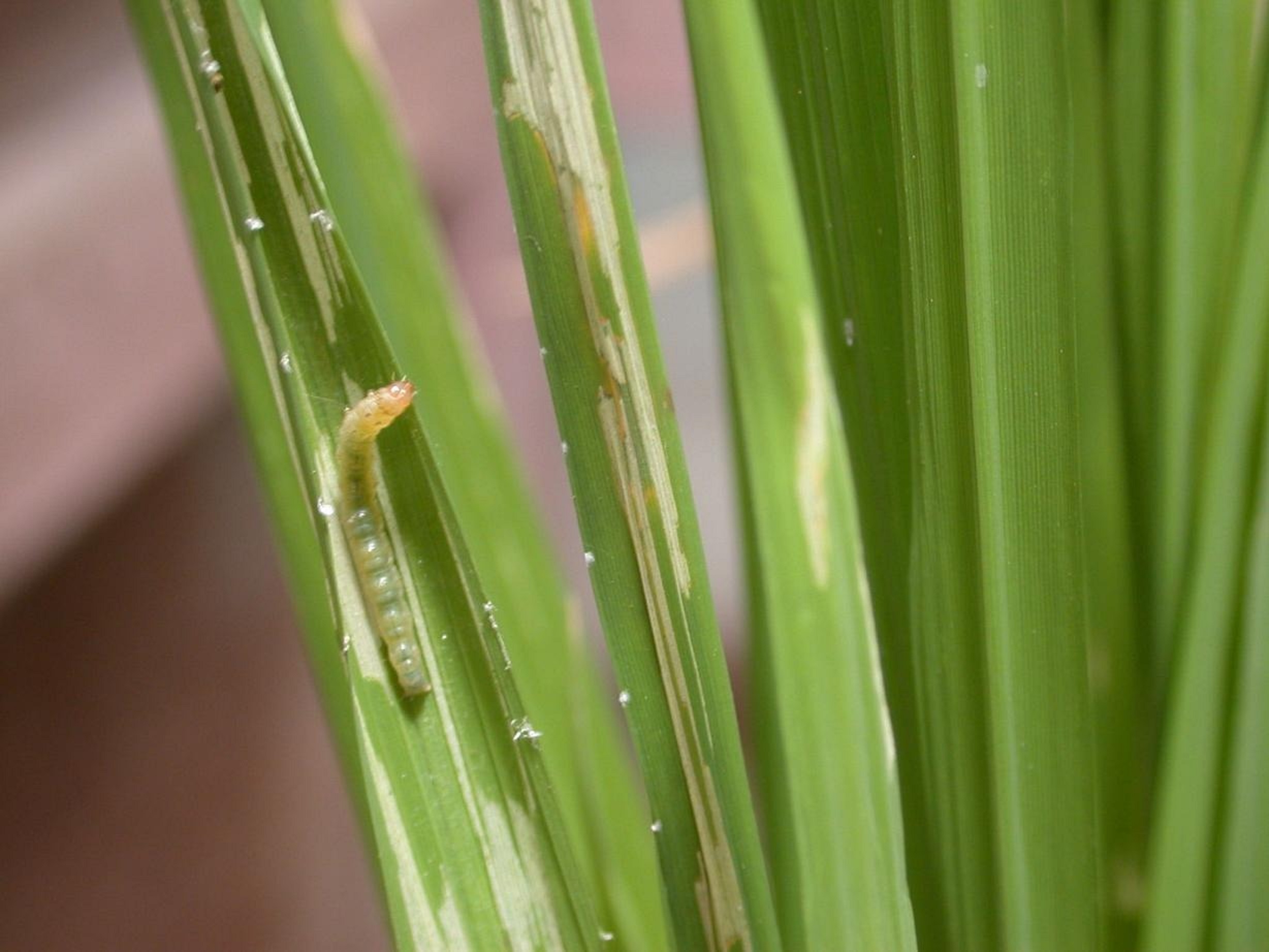 ಭತ್ತಕ್ಕೆ ಕಾಣಿಸಿಕೊಂಡಿರುವ ಎಲೆ ಸುರುಳಿ ಹುಳು
