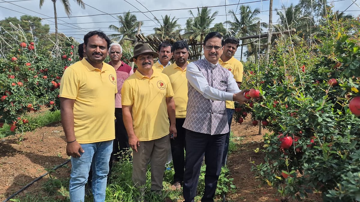 ಯಲಹಂಕ: ‘ದಾಳಿಂಬೆ ಫಾರ್ಮ್‌ ಟೂರಿಸಂ’ಗೆ ಚಾಲನೆ