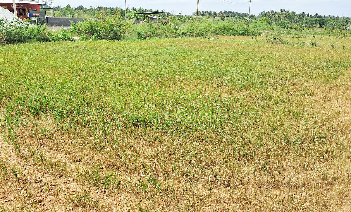 ಹಿರೀಸಾವೆ | ಹೋಬಳಿಯಲ್ಲಿ ಮಳೆ ಕೊರತೆ, ಬಿಸಿಲಿನ ತಾಪ: ಒಣಗಿದ ರಾಗಿ, ಜೋಳದ ಪೈರು