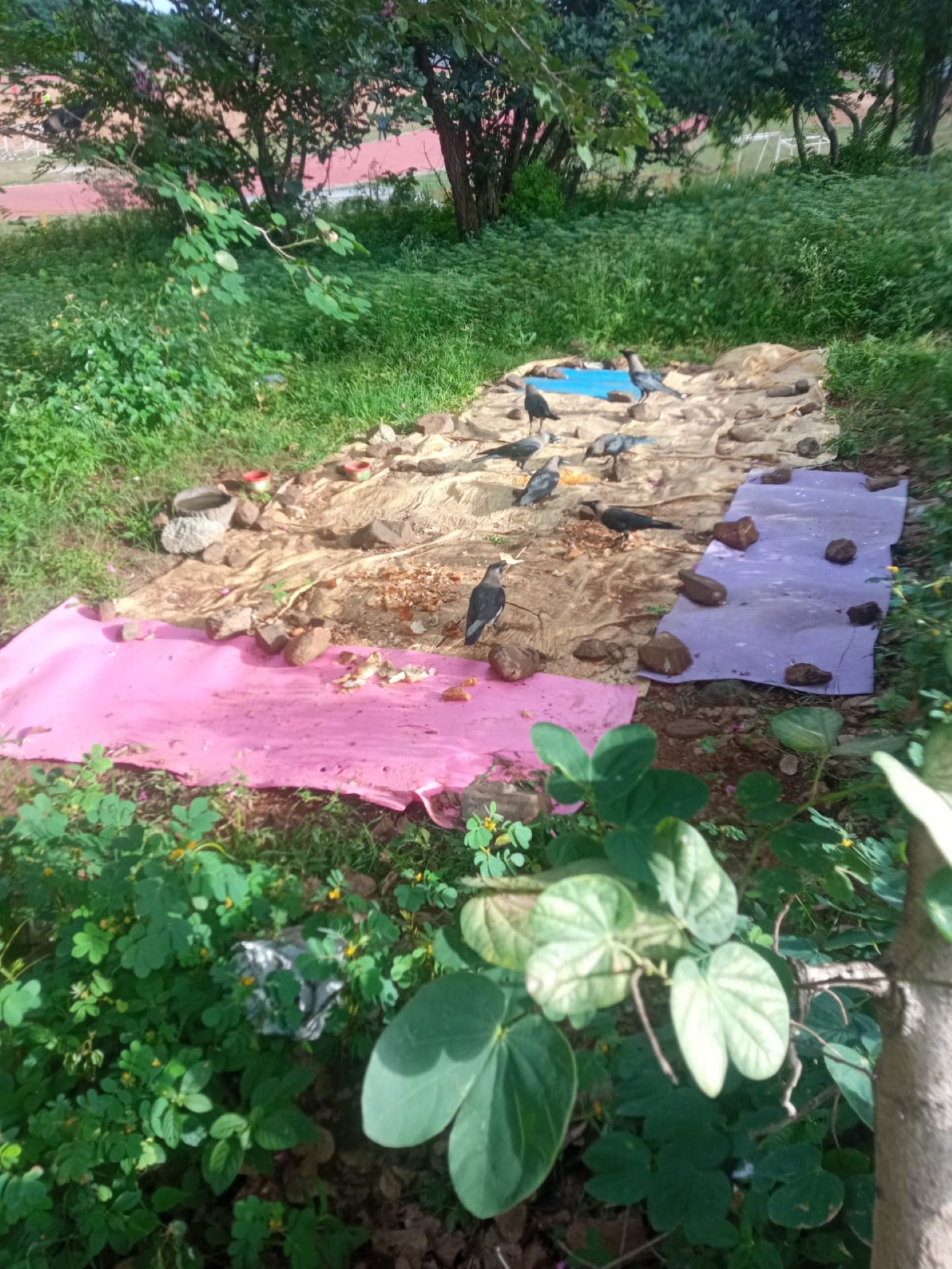 ಜಿಲ್ಲಾ ಕ್ರೀಡಾಂಗಣದ ಬಳಿ ಕಾಗೆಗಳ ತಾಣ ರೂಪಿಸಿರುವುದು