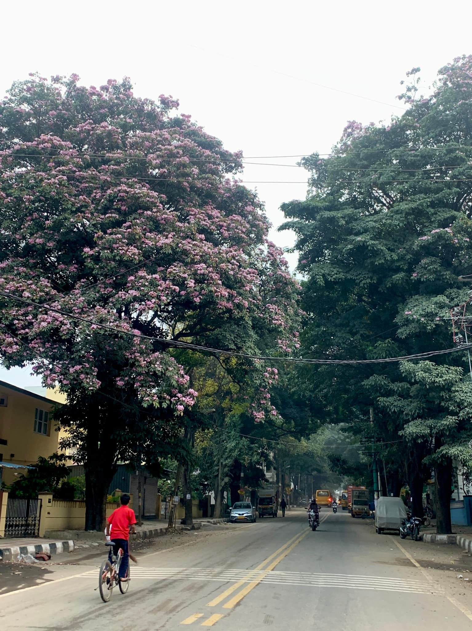 ಬೆಂಗಳೂರು ಹಸಿರು ರಸ್ತೆ.