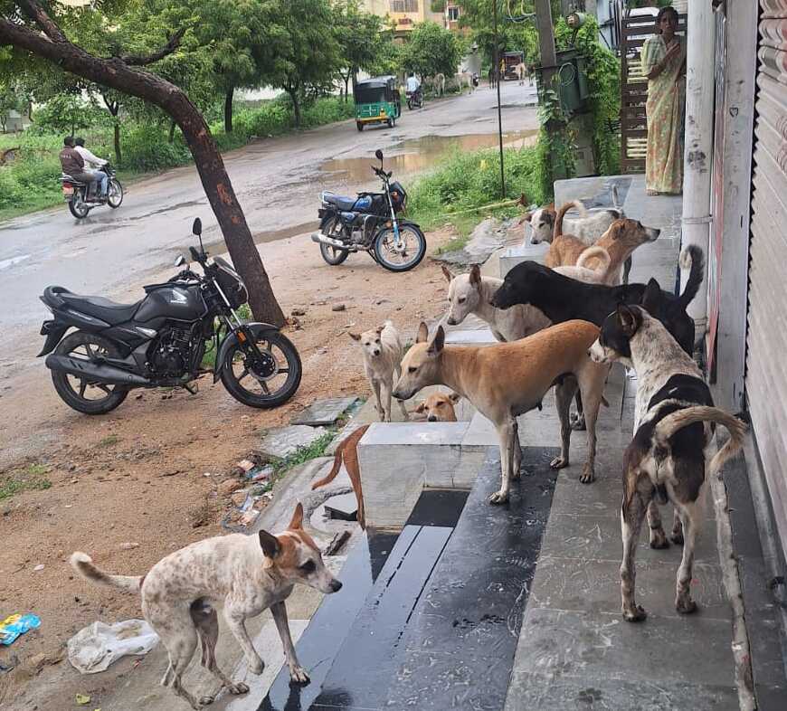ರಾಯಚೂರಿನ ಮಳಿಗೆಯೊಂದರ ಬಳಿ ಆಶ್ರಯ ಪಡೆದ ಬೀದಿ ನಾಯಿಗಳು