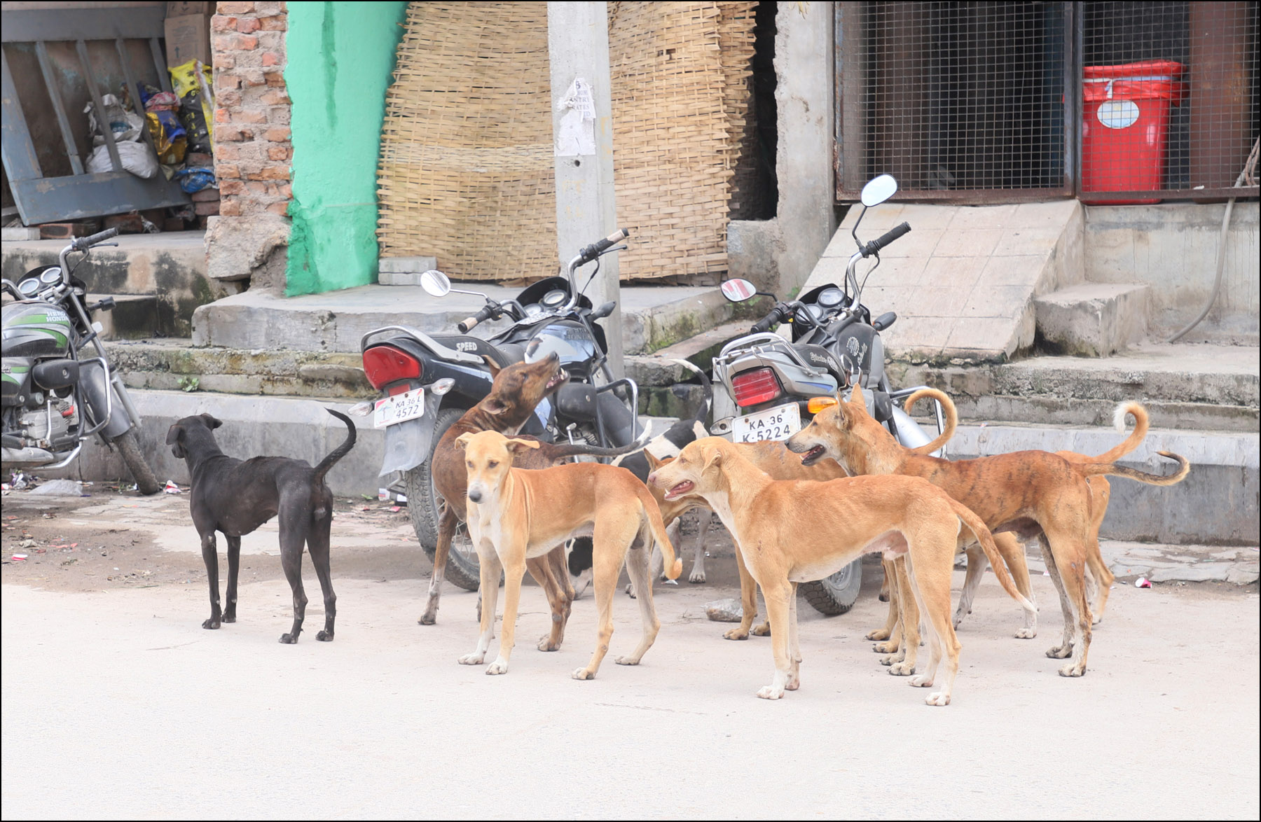 ರಾಯಚೂರಿನ ಮಾರುಕಟ್ಟೆ ಪ್ರದೇಶದಲ್ಲಿ ಅಲೆದಾಡುತ್ತಿರುವ ಬೀದಿ ನಾಯಿಗಳು