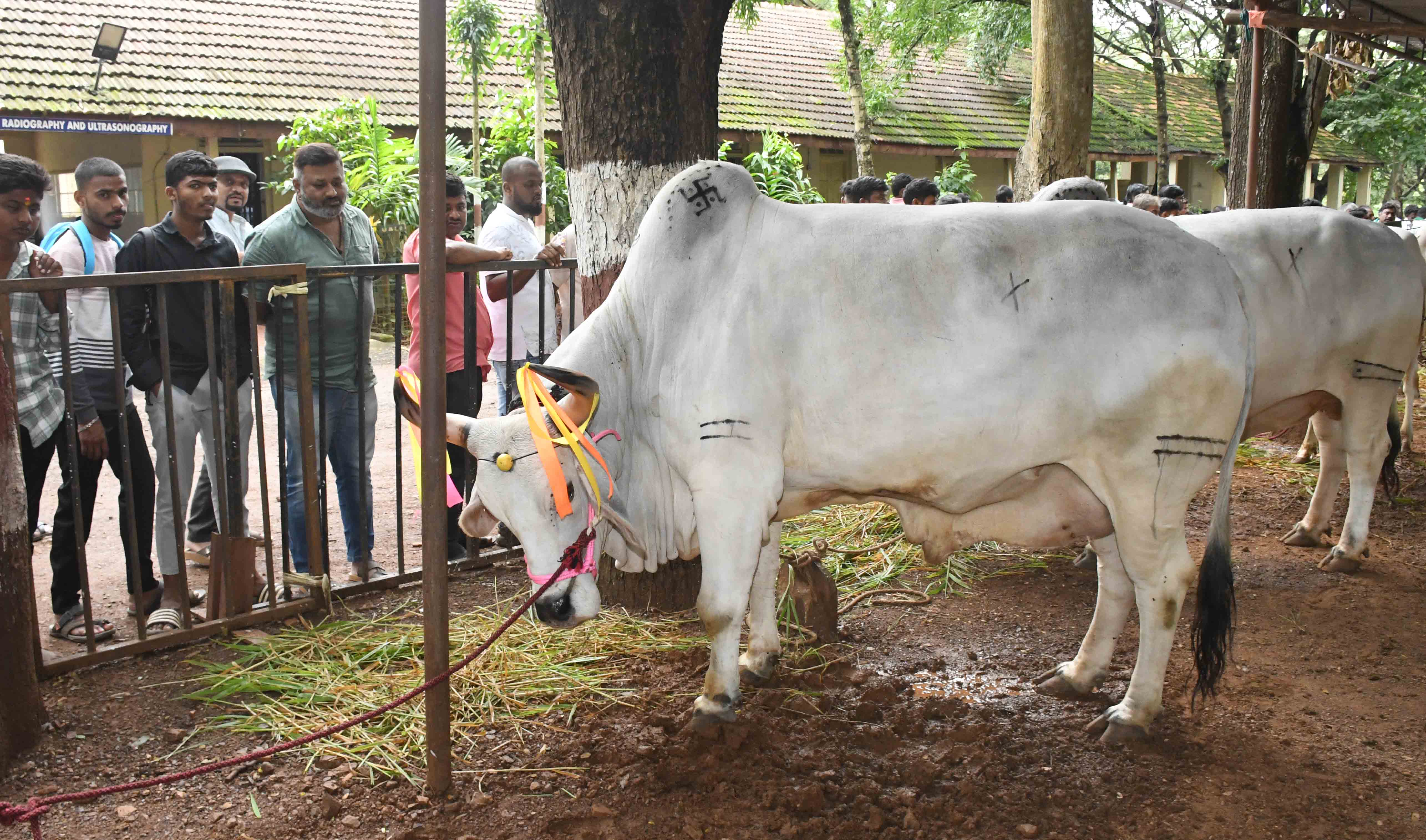 ಧಾರವಾಡದ ಜಾನುವಾರು ಪ್ರದರ್ಶನದಲ್ಲಿ ಗಮನ ಸೆಳೆದ ಎತ್ತುಗಳು 