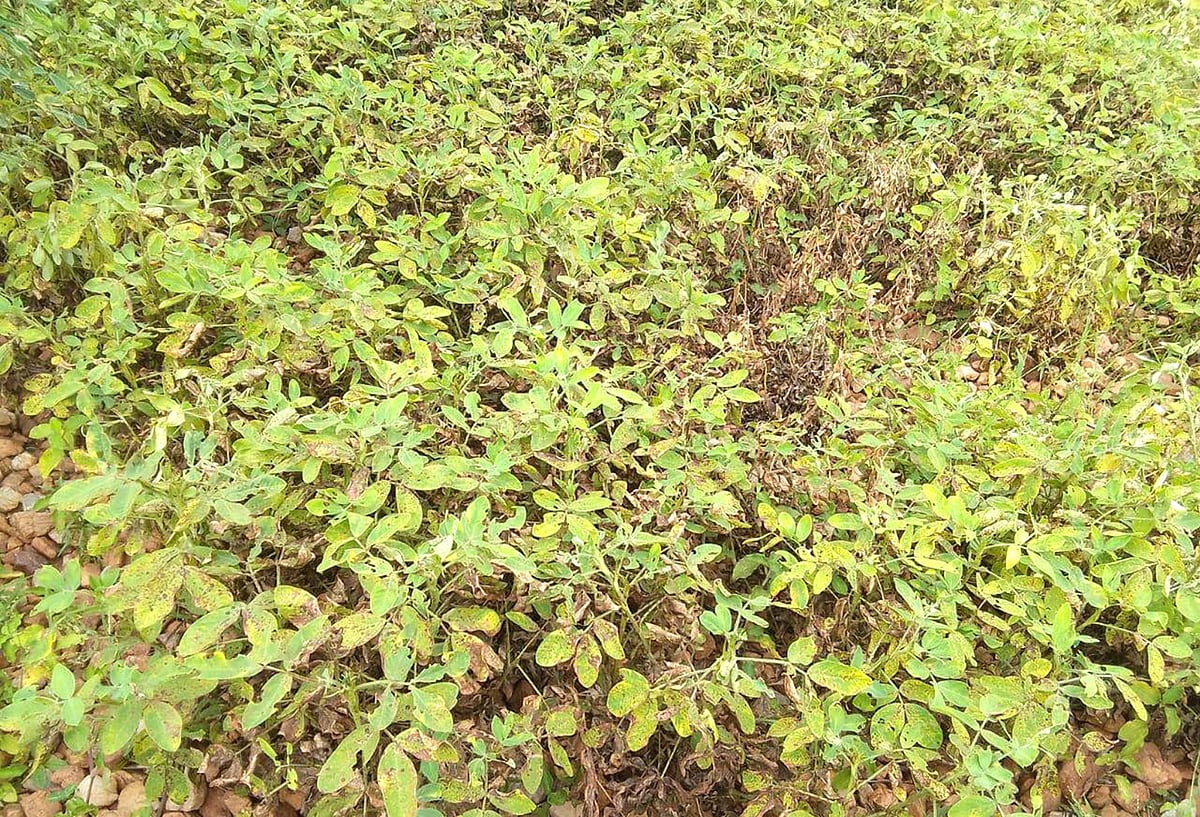 ನಾಯಕನಹಟ್ಟಿ: ಶೇಂಗಾ ಬೆಳೆಗೆ ರೋಗದ ಬಾಧೆ