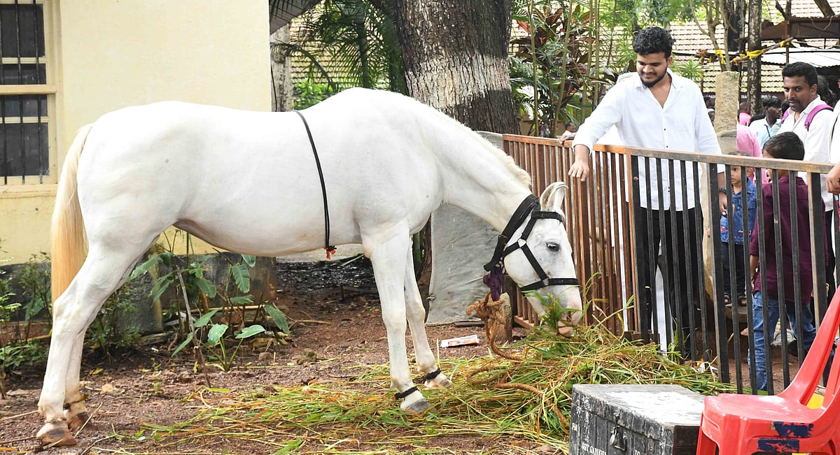 ಧಾರವಾಡ | ಜಾನುವಾರು ಪ್ರದರ್ಶನ: ವೈವಿಧ್ಯಮಯ ತಳಿಗಳು