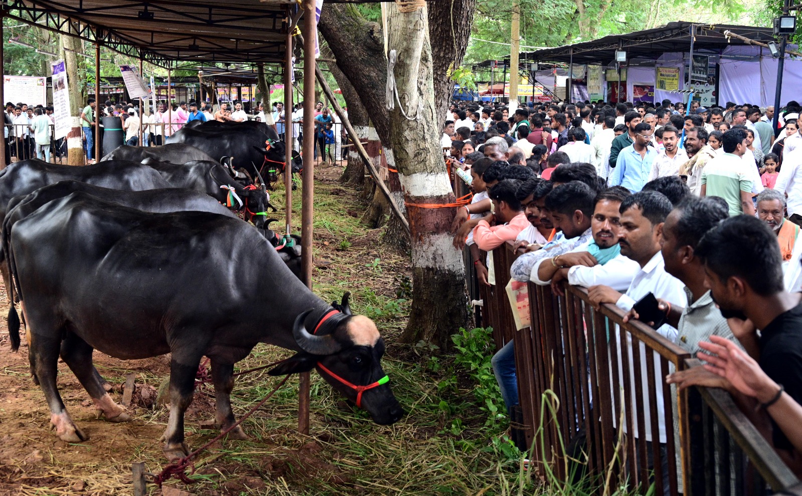 ಕೃಷಿ ಮೇಳದ ಜಾನುವಾರು ಪ್ರದರ್ಶನದಲ್ಲಿ ವಿವಿಧ ತಳಿಗಳ ಎಮ್ಮೆಗಳನ್ನು ಸಾರ್ವಜನಿಕರು ವಿಕ್ಷೀಸಿದರು