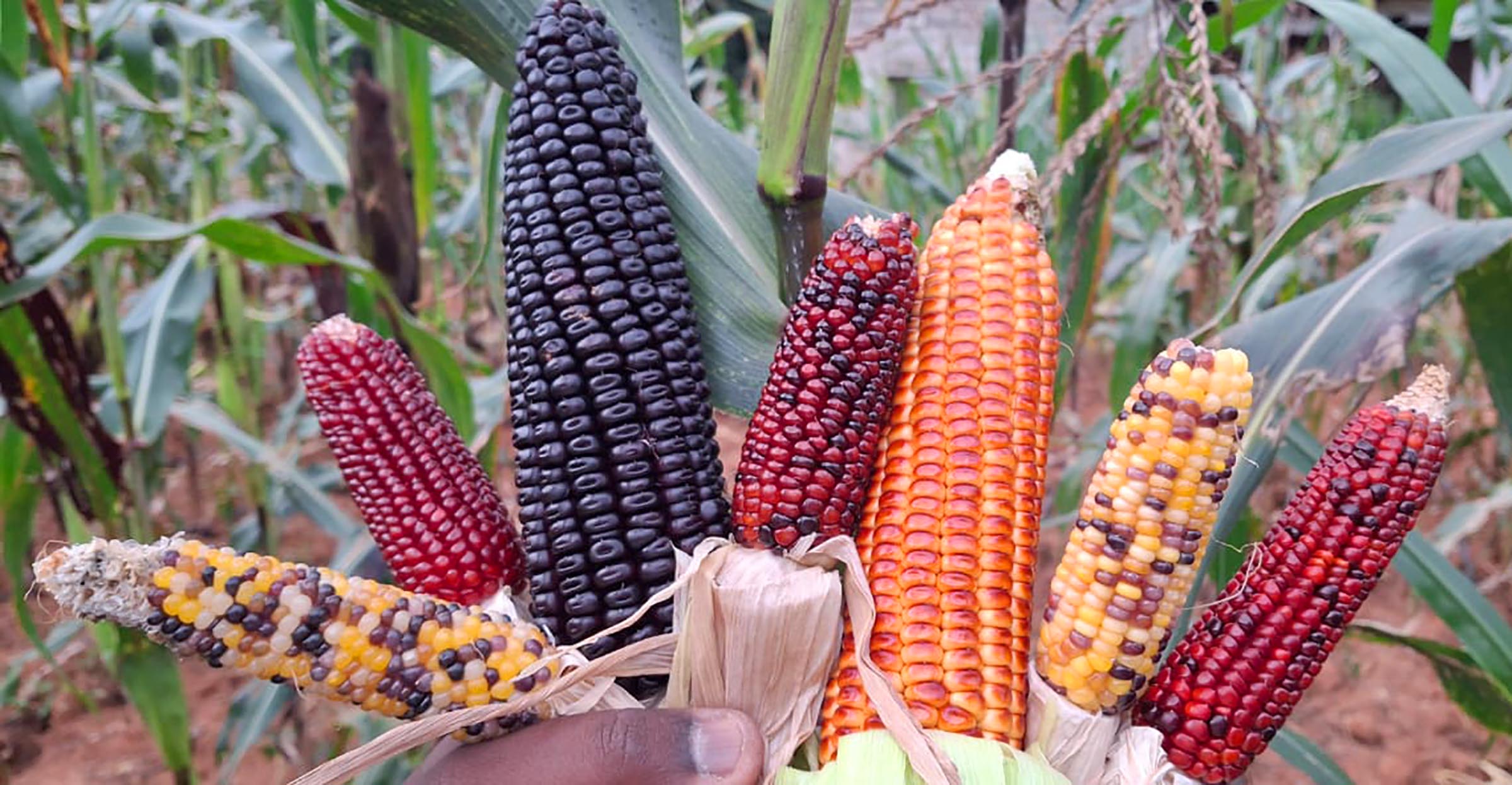 ಬಣ್ಣಬಣ್ಣದ ಜೋಳಗಳು
