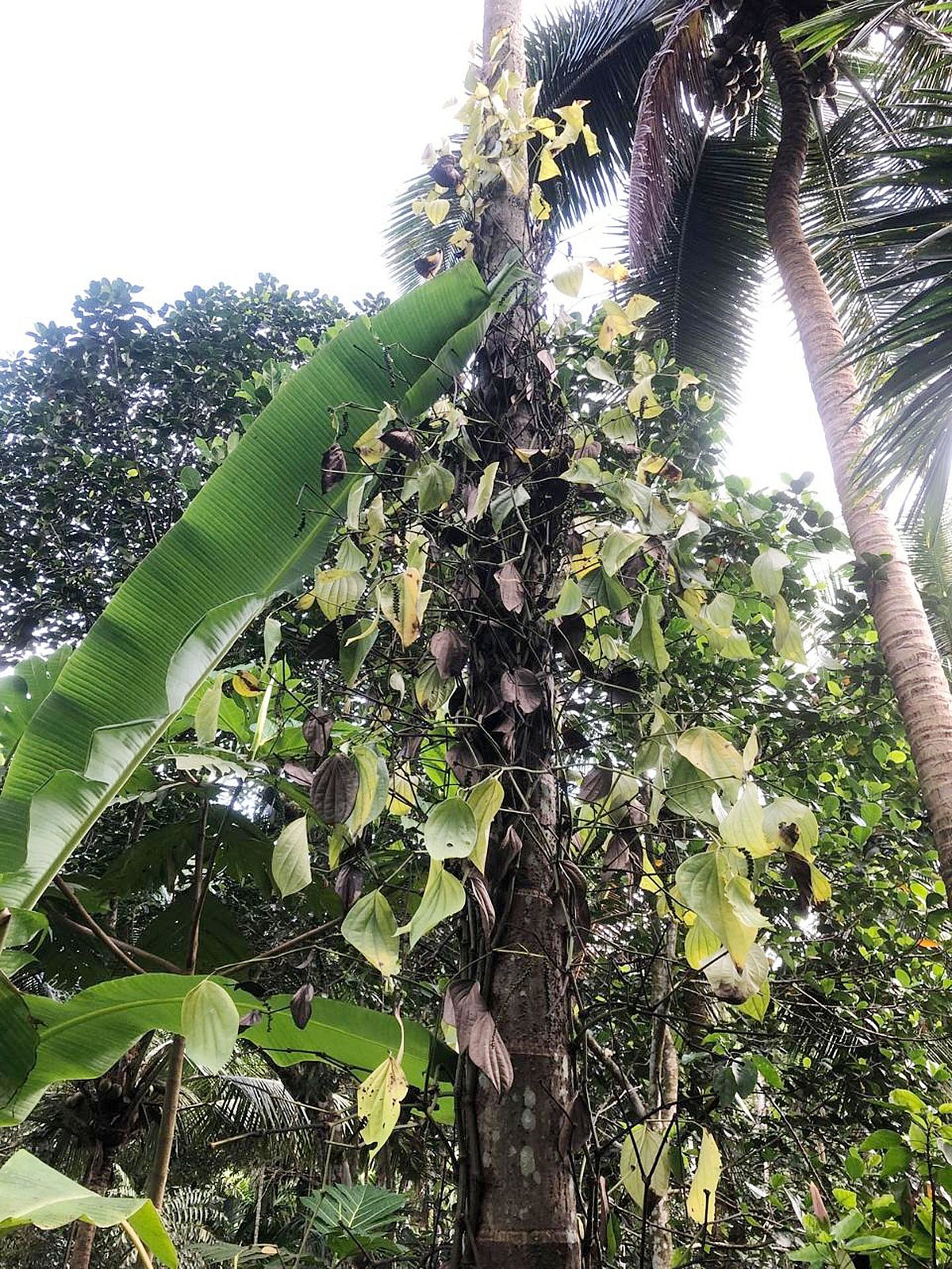 ಉಡುಪಿ: ‘ಸೊರಗು’ ರೋಗದಿಂದ ಸೊರಗಿದ ಕಾಳು ಮೆಣಸು