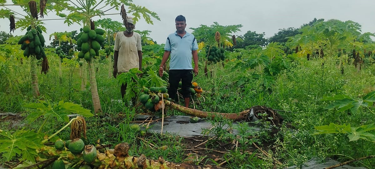 ಜೇವರ್ಗಿ | ಮುಂದುವರೆದ ಮಳೆ ಅಬ್ಬರ; ಪಪ್ಪಾಯ, ಕಲ್ಲಂಗಡಿ ಬೆಳೆಗೆ ಹಾನಿ