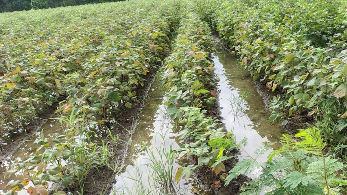 ವಿಜಯಪುರ: ಅತಿವೃಷ್ಟಿಯಿಂದ ಬೆಳೆಹಾನಿ, ರೈತ ಕಂಗಾಲು