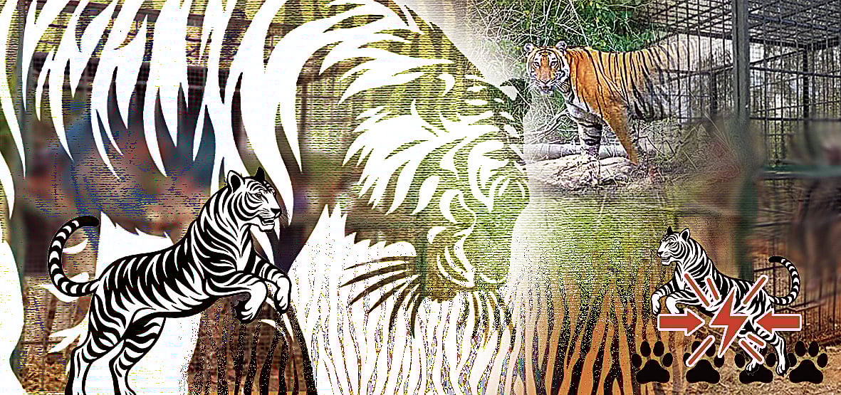 ವಿಶ್ಲೇಷಣೆ: ಹುಲಿಗಳ ಸಂಖ್ಯೆ ಮತ್ತು ಸಂಘರ್ಷ