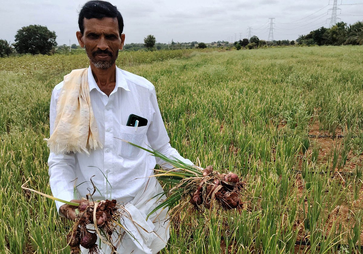 ಧರ್ಮಪುರ | ಈರುಳ್ಳಿಗೆ ರೋಗಬಾಧೆ: ಆತಂಕದಲ್ಲಿ ರೈತರು