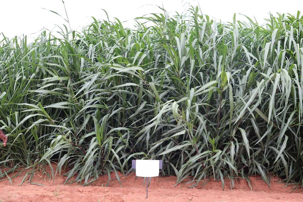 ನೇಪಿಯರ್ ಹುಲ್ಲು: ಮೇವಿಗೂ ಸೈ, ಇಂಧನಕ್ಕೂ ಜೈ