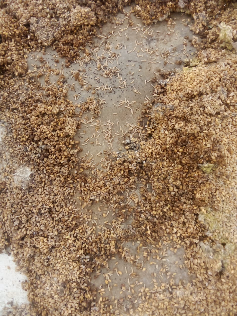 ಬಳಸದ ಕಾರಣ ಹುಳು ಹಿಡಿದಿರುವ ಗೋಧಿ