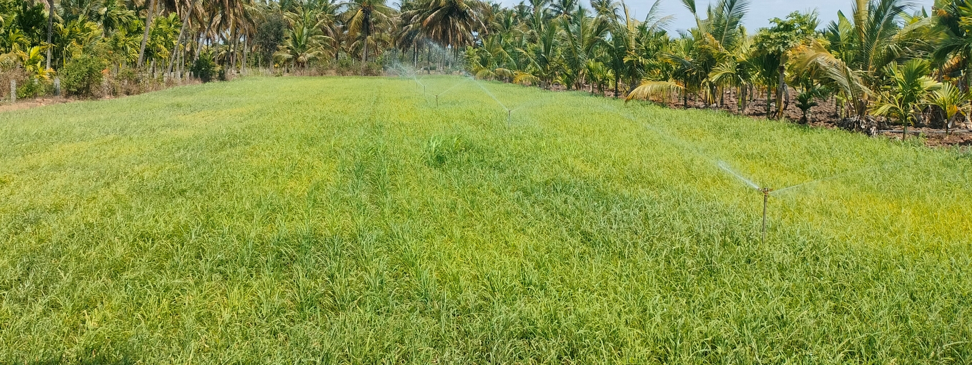 ಹಿರೇನಲ್ಲೂರು ಹೋಬಳಿಯಲ್ಲಿ ತುಂತುರು ನೀರಾವರಿ ಮೂಲಕ ರಾಗಿ ಬೆಳೆ ರಕ್ಷಿಸಿಕೊಳ್ಳಲು ರೈತರು ಮುಂದಾಗಿರುವುದು 