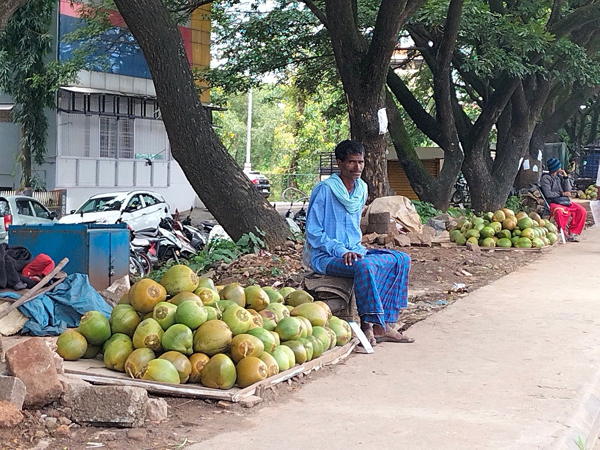 ಹಾಸನ | ಎಳನೀರಿಗೆ ₹ 70: ಕ್ಷೀಣಿಸಿದ ಮಾರಾಟ