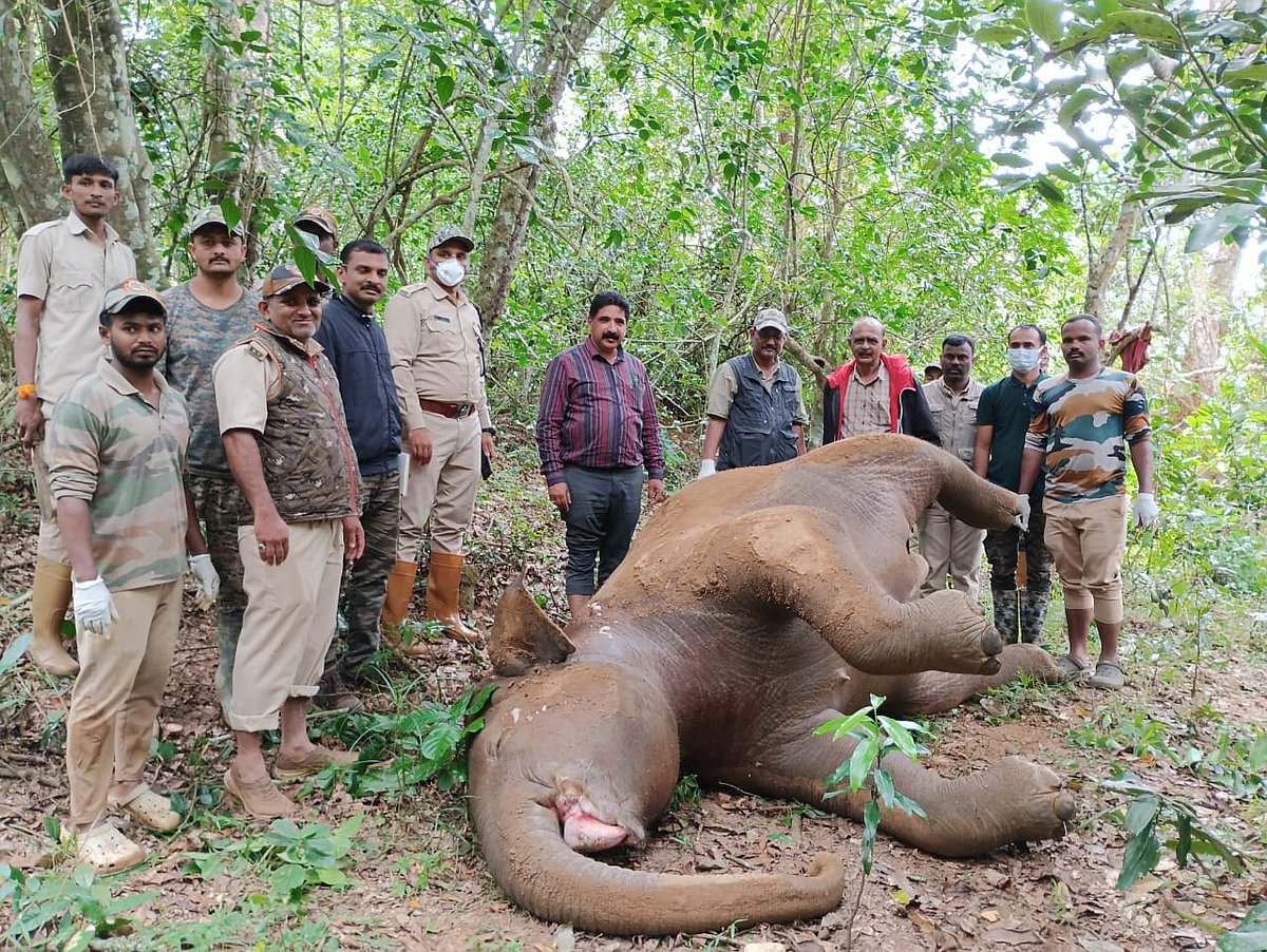 ಕಾವೇರಿ ನದಿಯಲ್ಲಿ ಮುಳುಗಿ ಕಾಡಾನೆ ಸಾವು 