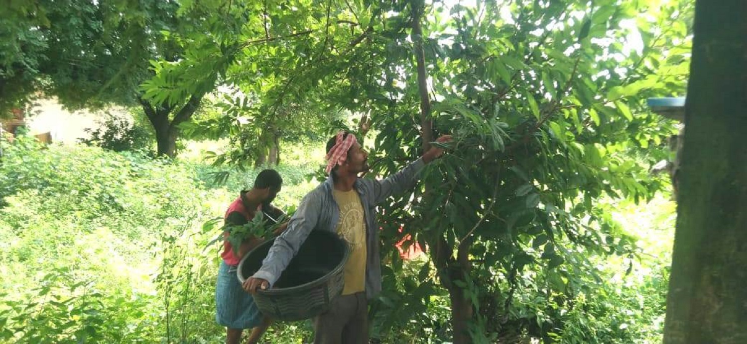 ಸೀತಾಫಲ ಕಾಯಿ ಗಿಡದಿಂದ ಕಿತ್ತುಕೊಳ್ಳುತ್ತಿರುವುದು