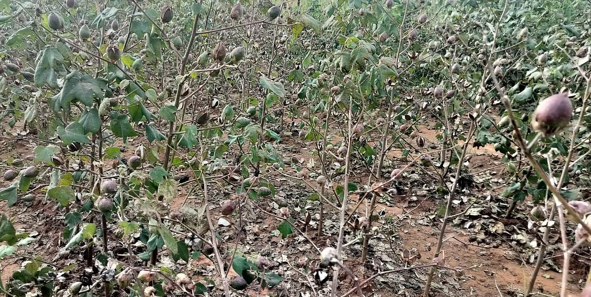 ಗುಳೇದಗುಡ್ಡ | ಅರಳದ ಹತ್ತಿ: ಸಂಕಷ್ಟದಲ್ಲಿ ರೈತ