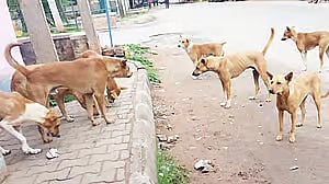 ವಿಜಯಪುರ | ಬಾಲಕನ ಮೇಲೆ ಬೀದಿ ನಾಯಿಗಳ ದಾಳಿ: ಗಂಭೀರ ಗಾಯ