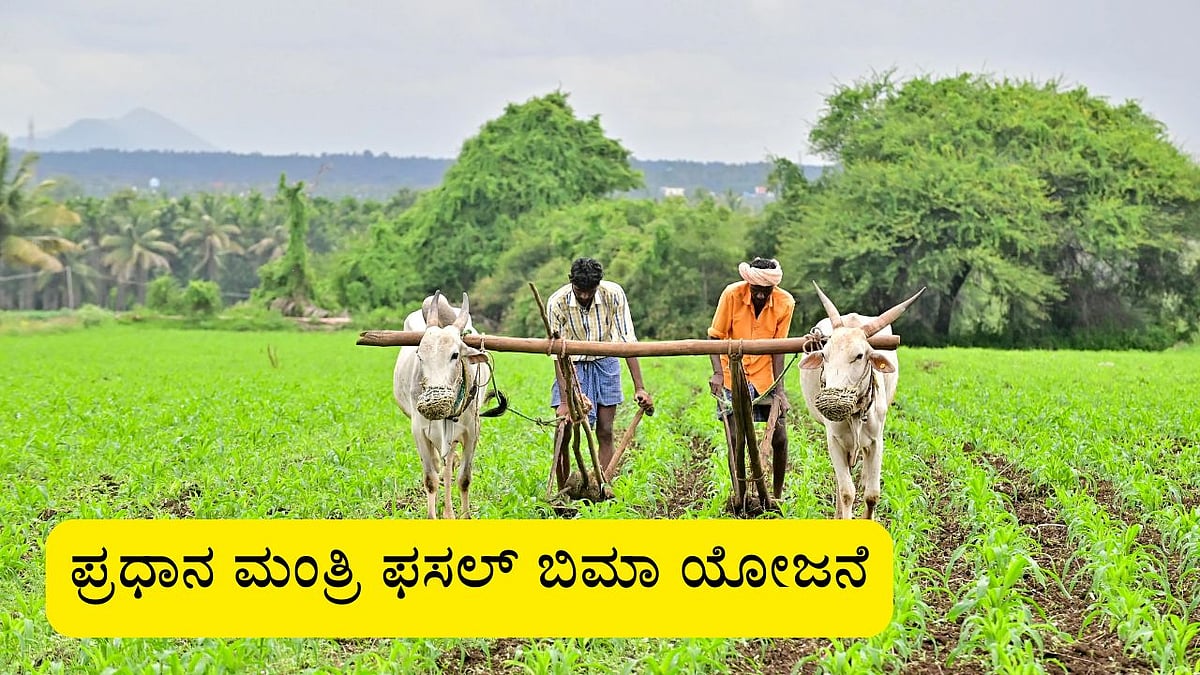 ಪ್ರಧಾನ ಮಂತ್ರಿ ಫಸಲ್ ಬಿಮಾ ಯೋಜನೆ: ಲಾಭ ಪಡೆಯುವುದು ಹೇಗೆ? ಇಲ್ಲಿದೆ ಮಾಹಿತಿ