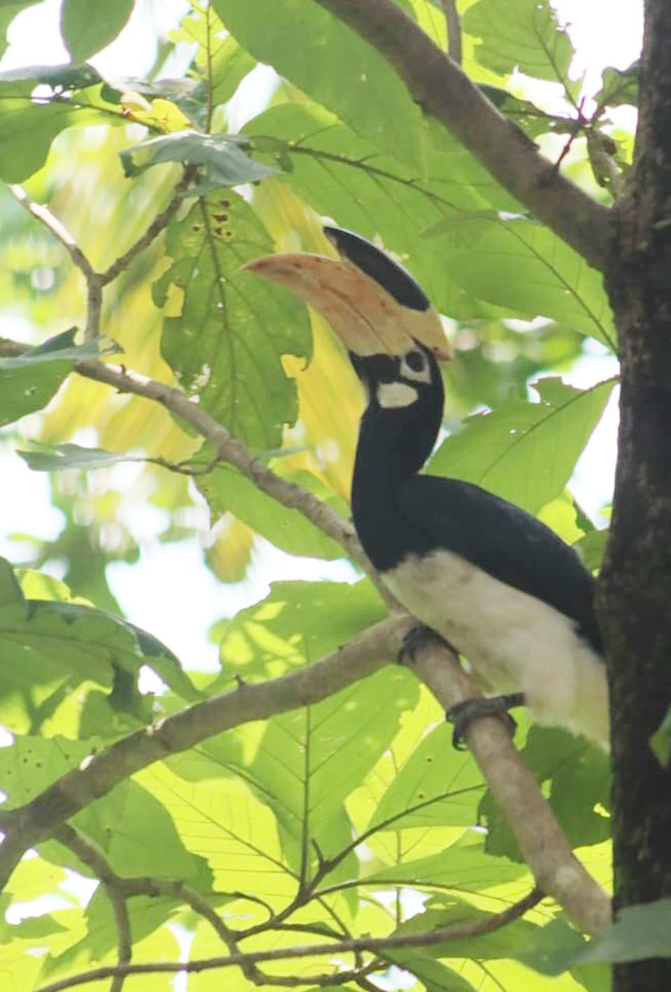 ಮಲಬಾರ್‌ ಪೈಡ್‌ ಹಾರ್ನ್‌ಬಿಲ್‌