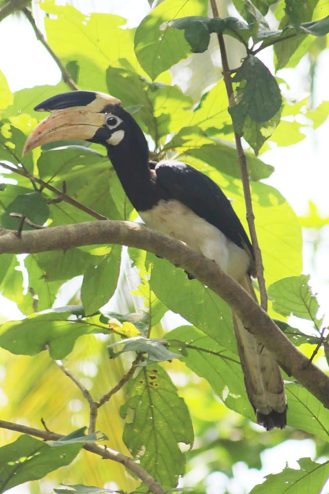 ಕರಾವಳಿಯ ನಗರ ಪ್ರದೇಶದಲ್ಲೂ ಕಂಡು ಬರುತ್ತಿವೆ ಮಲಬಾರ್‌ ಪೈಡ್‌ ಹಾರ್ನ್‌ಬಿಲ್‌