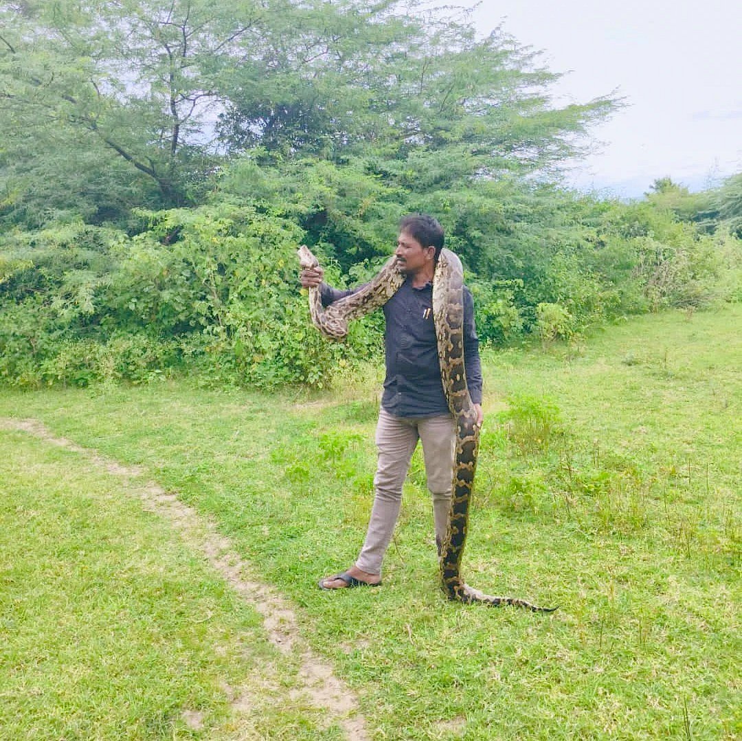 ಕೊಳ್ಳೇಗಾಲ: ಸ್ನೇಕ್ ಬಾಬುರಿಂದ ಹೆಬ್ಬಾವು ರಕ್ಷಣೆ