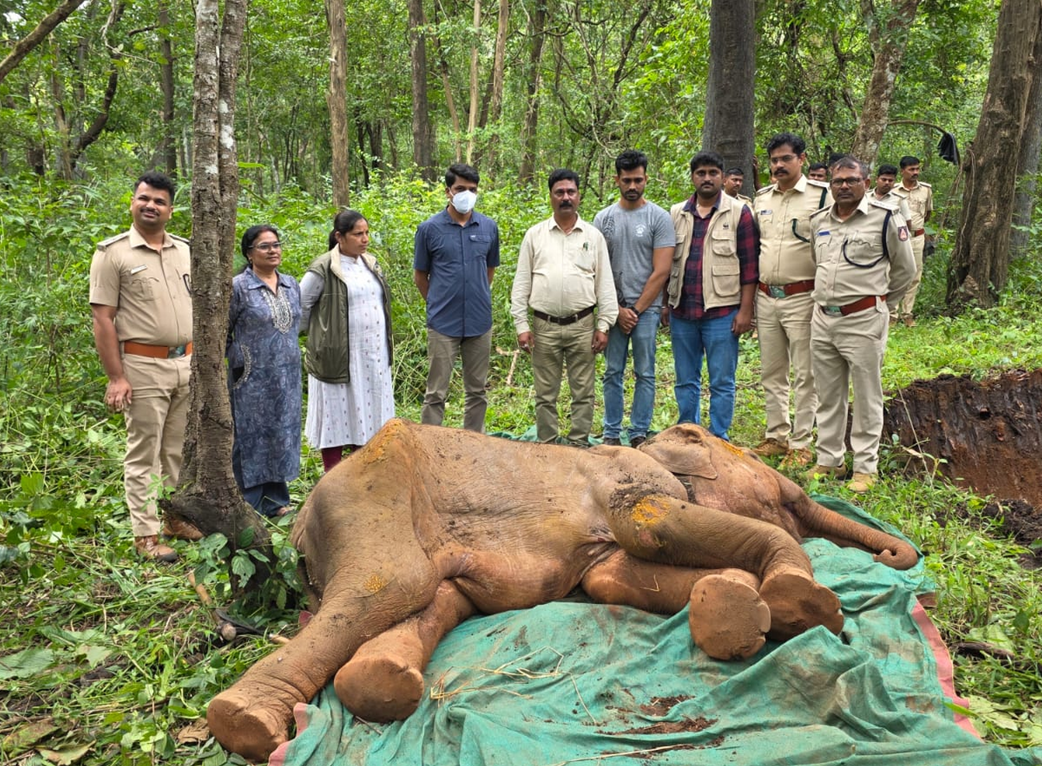 ಅರಣ್ಯ ಅಧಿಕಾರಿಗಳ ಸಮ್ಮುಖದಲ್ಲಿ ಫಣಸೋಲಿ ಅರಣ್ಯ ಪ್ರದೇಶದಲ್ಲಿ ಮರಿ ಆನೆ ಗೌರಿಯ ಕಳೇಬರ ಅಂತ್ಯಸಂಸ್ಕಾರ ನಡೆಸಲಾಯಿತು.