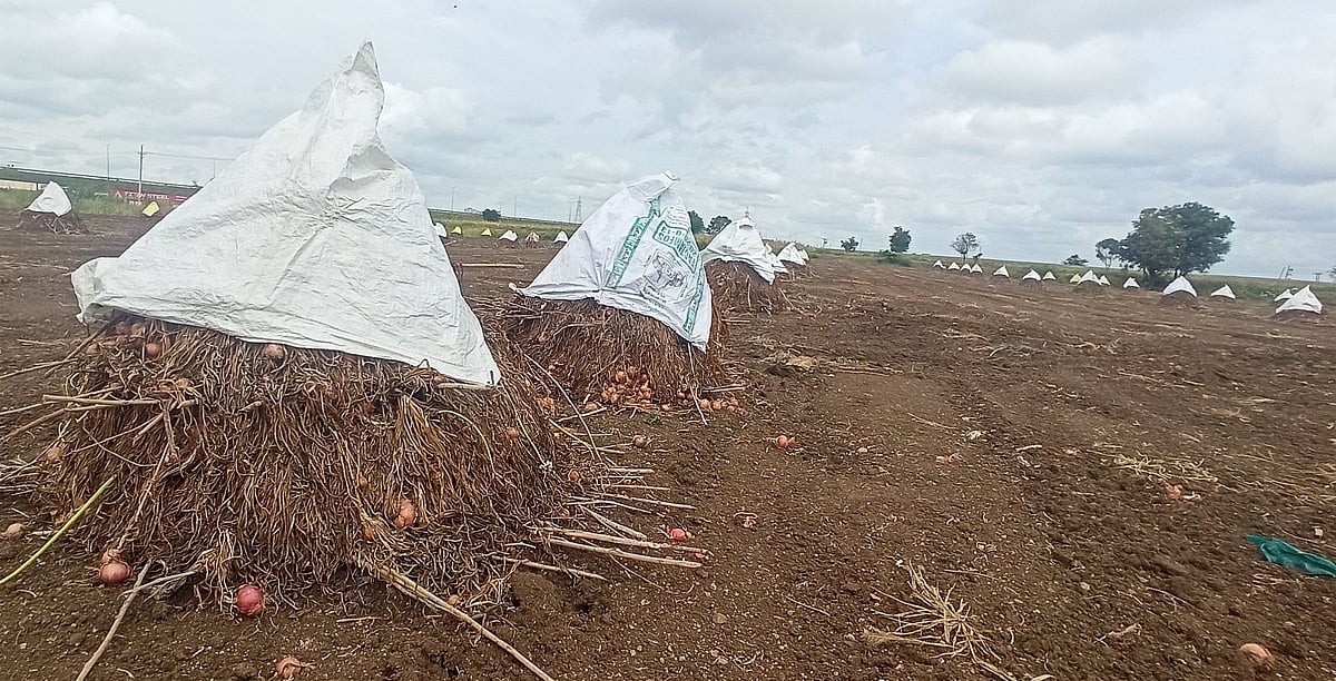 ರಾಣೆಬೆನ್ನೂರು | ಈರುಳ್ಳಿ ದರ ಕುಸಿತ; ಬೆಳೆಗಾರ ಕಂಗಾಲು 