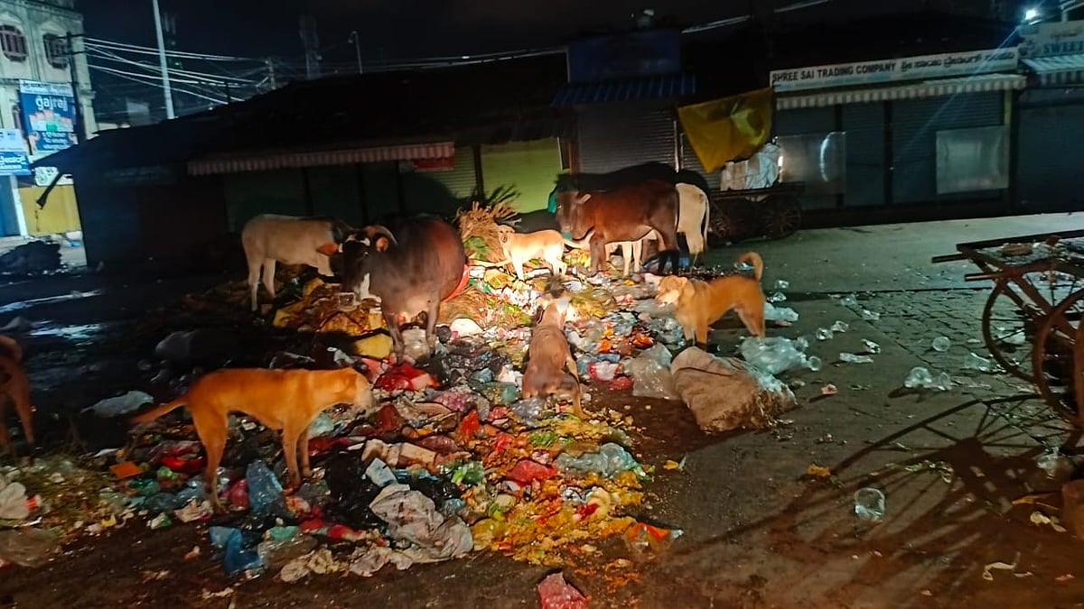 ಹುಬ್ಬಳ್ಳಿ: ನಿಯಂತ್ರಣಕ್ಕೆ ಬಾರದ ಬೀದಿ ನಾಯಿಗಳ ಹಾವಳಿ   