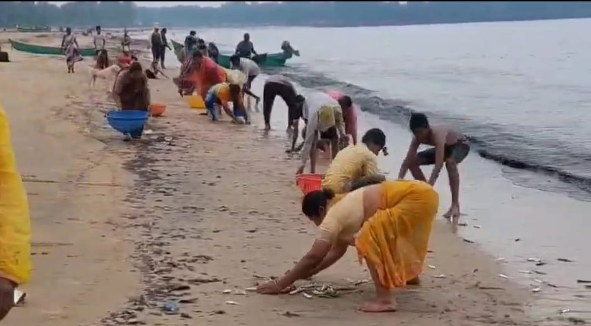 ಅಂಕೋಲಾ: ಕಡಲತೀರಕ್ಕೆ ಅಪ್ಪಳಿಸಿದ ಮೀನಿನ ರಾಶಿ