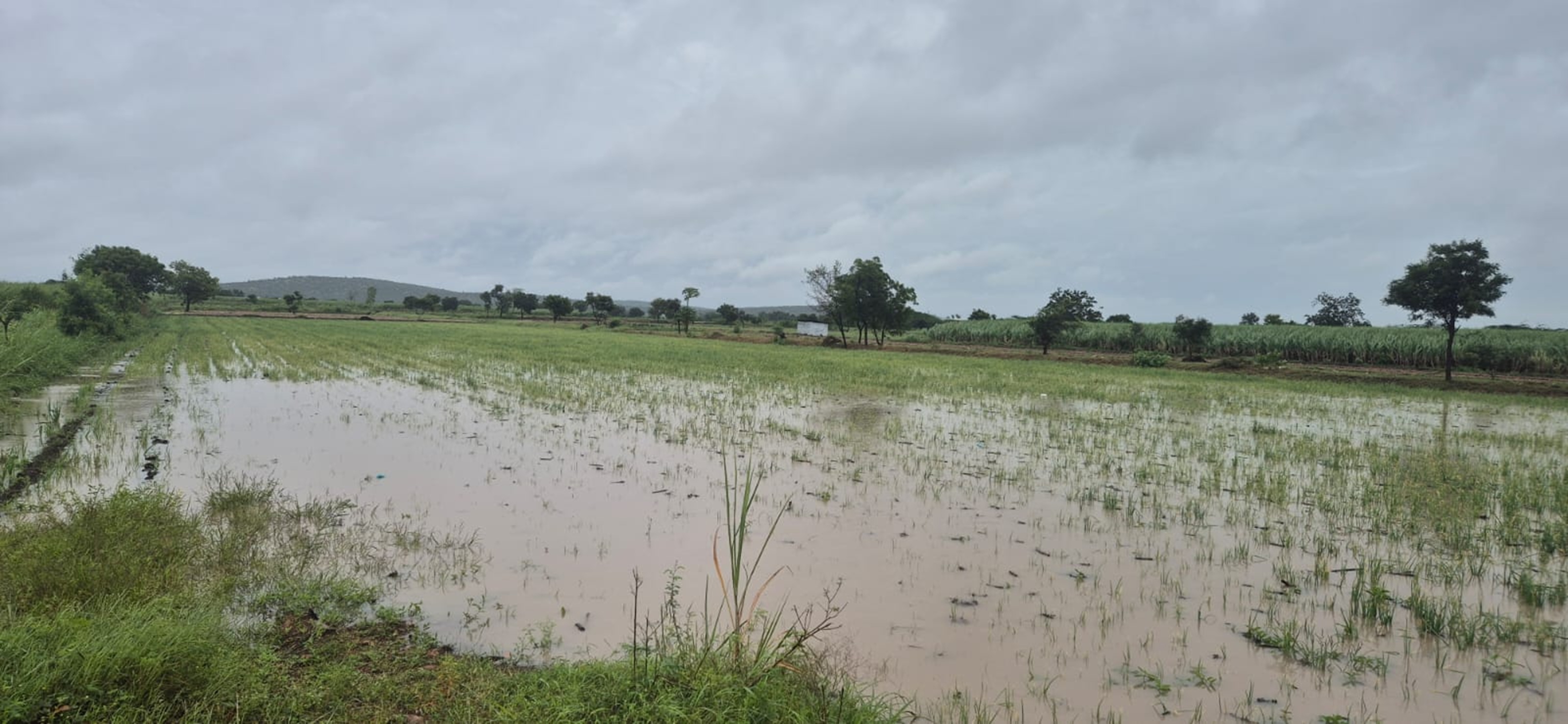 ಮುಧೋಳ ತಾಲ್ಲೂಕಿನ ನಿಂಗಾಪುರ  ಗ್ರಾಮದ ರೈತರ ಹಾನಿಗೊಳಗಾದ ಈರುಳ್ಳಿ ಬೆಳೆ