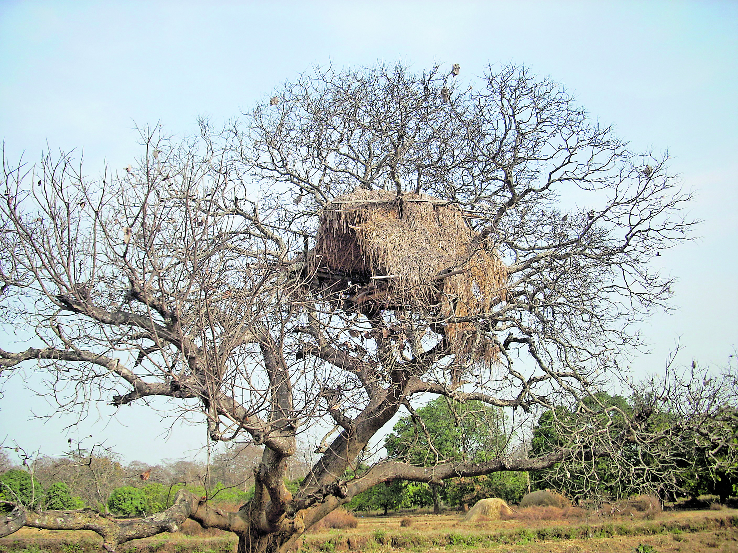 ಮರದ ಮೇಲೆ ನಿರ್ಮಾಣ ಮಾಡಿರುವ ಕಾವಲು ಮನೆ