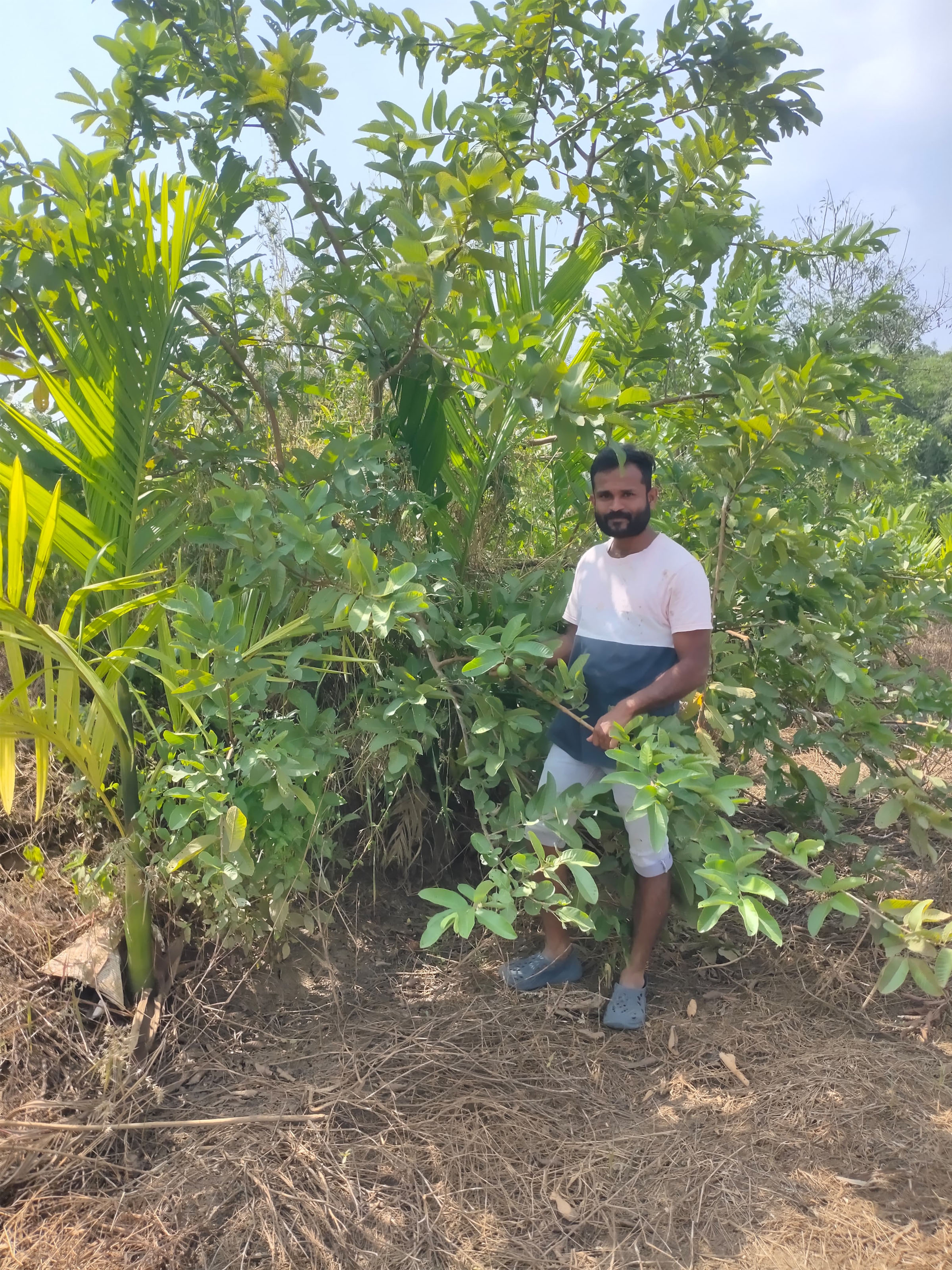 ಅರುಣಕುಮಾರ ಬೆಳೆದಿರುವ ಪೇರಲ ಬೆಳೆ