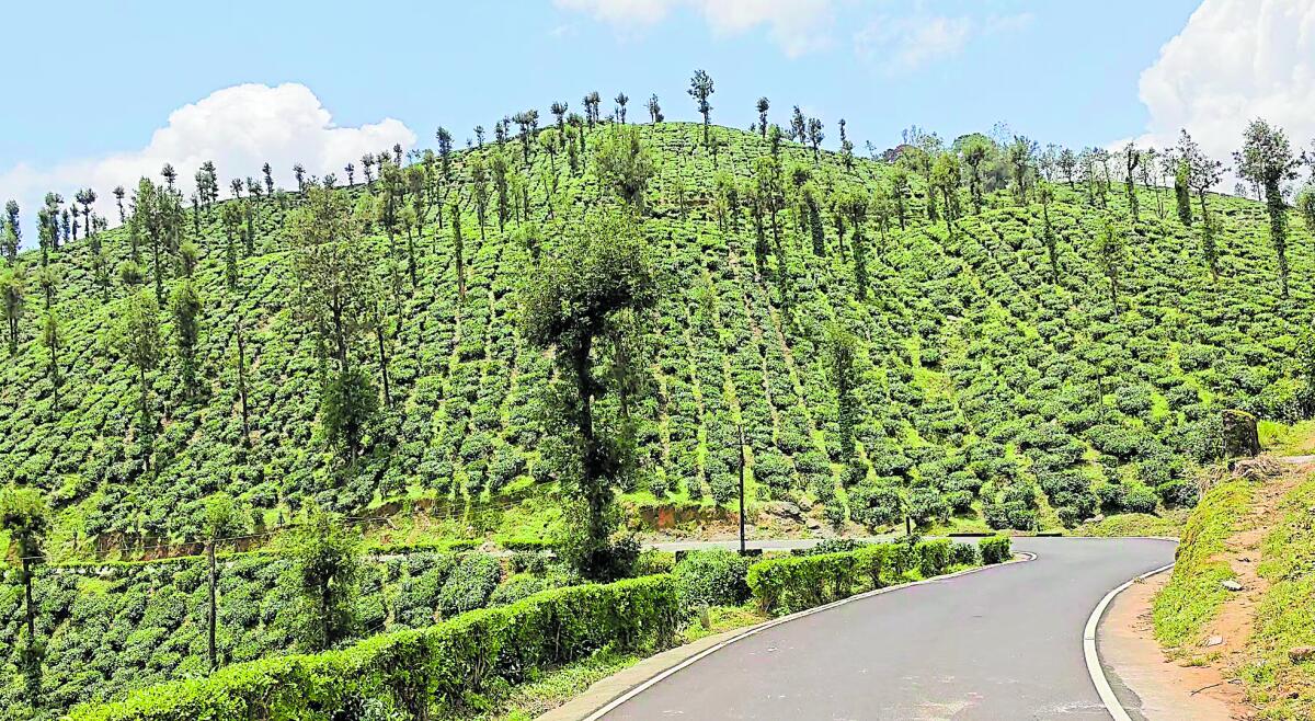 ಚಹಾತೋಟಗಳನ್ನು ಸೀಳಿ ಸಾಗುವ ರಸ್ತೆ...