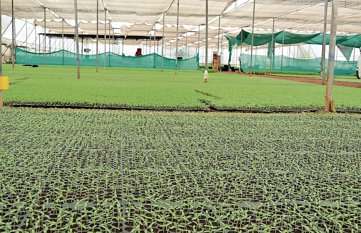 ರೈತರ ಬದುಕು ಬದಲಿಸಿದ ಸಸಿಮಡಿ